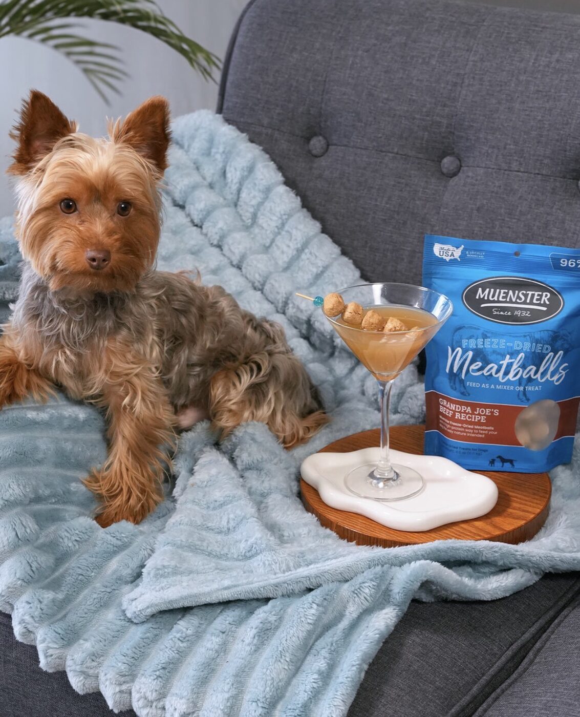 Yorkie with Muenster meatballs