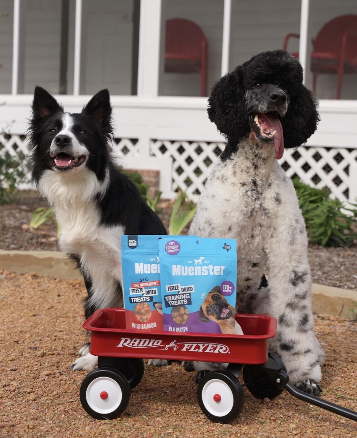 Border Collie and Poodle with Muenster treats