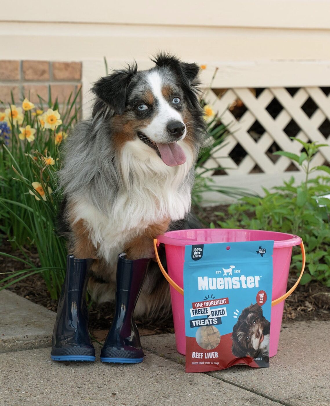 Australian Shepherd with Muenster treats