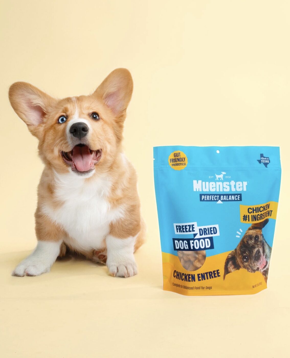 Corgi puppy with Muenster freeze-dried chicken entree
