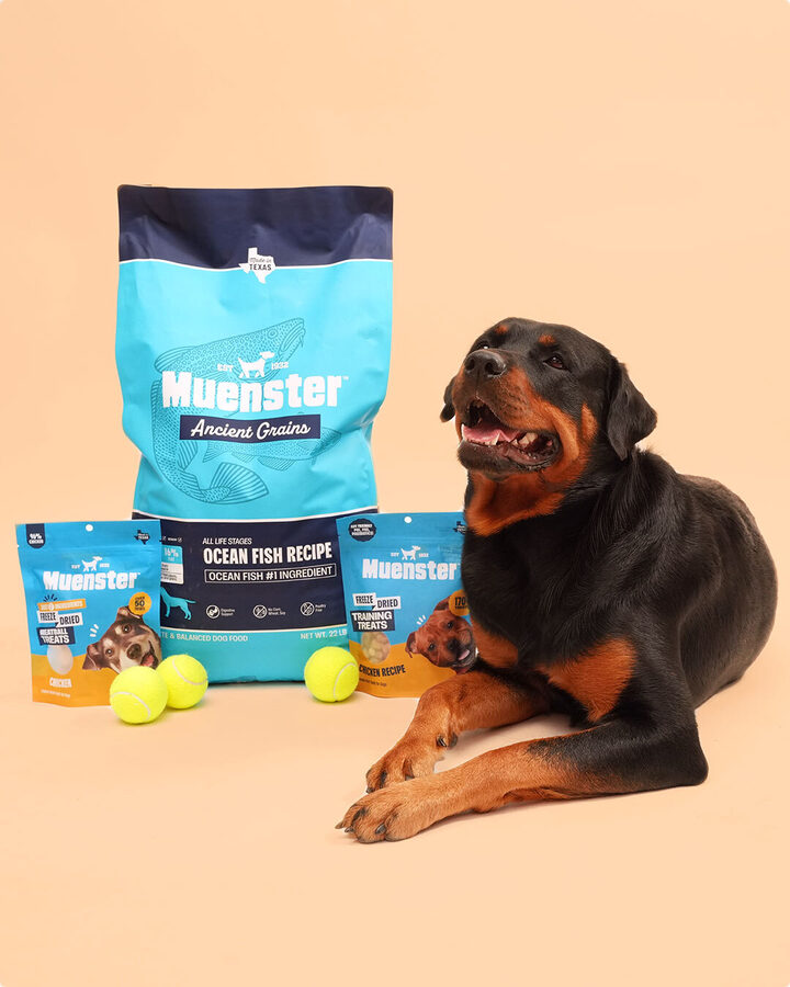 Rottweiler with Muenster food and treats