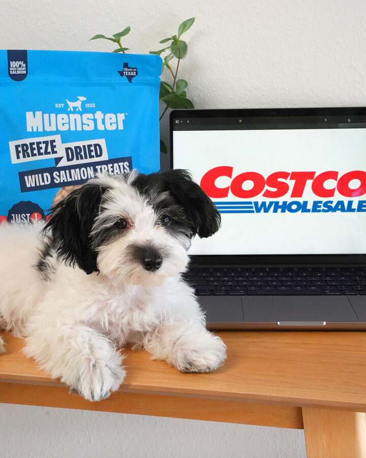 Puppy with Muenster salmon treats and Costco laptop screen