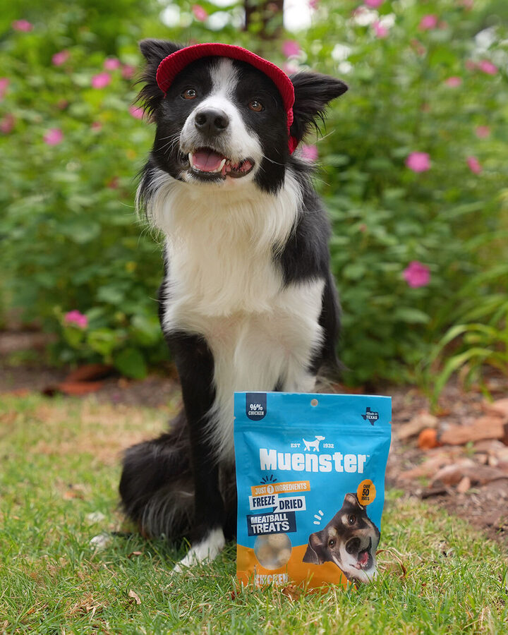 Border collie in red cap with Muenster meatball treats
