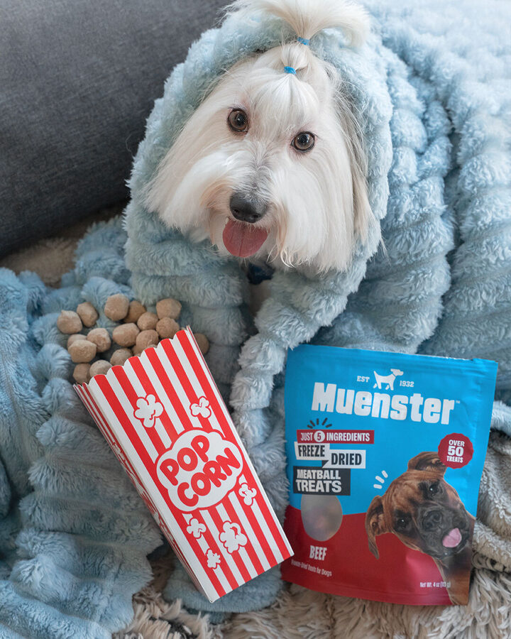 Dog wrapped in blanket with popcorn and Muenster treats