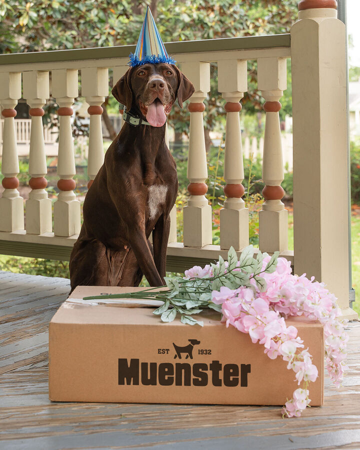 Dog with party hat and Muenster box