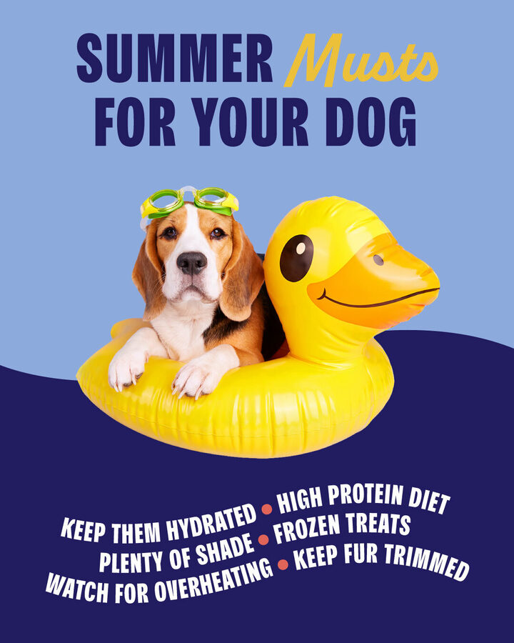 Summer Musts for Your Dog graphic
