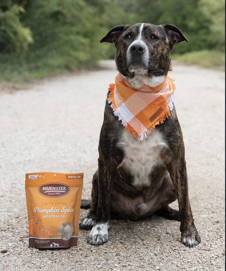 Caitlin's dog wearing an orange bandana next to Muenster Pumpkin Spice Meatballs